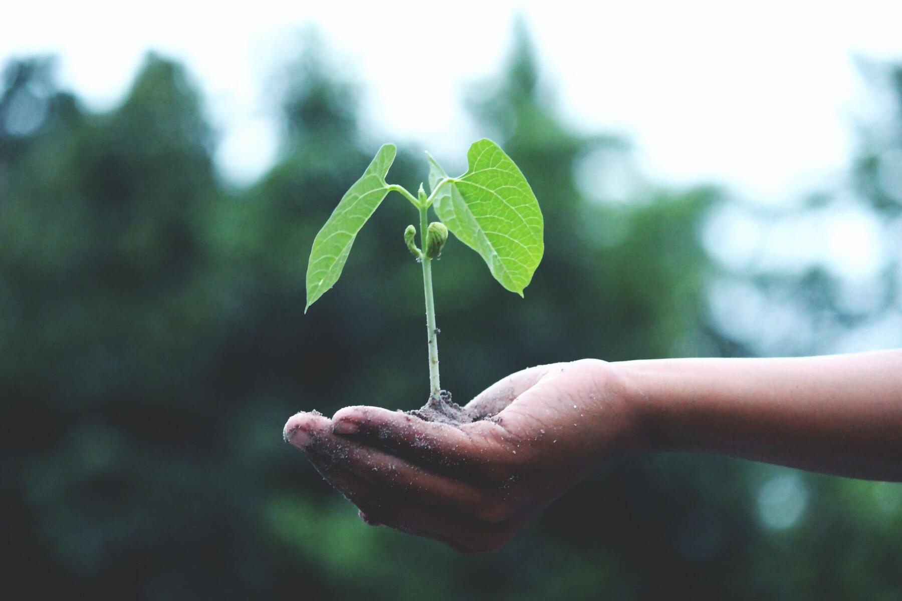 Plant being held in the hand of a child