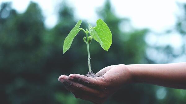 Plant being held in the hand of a child